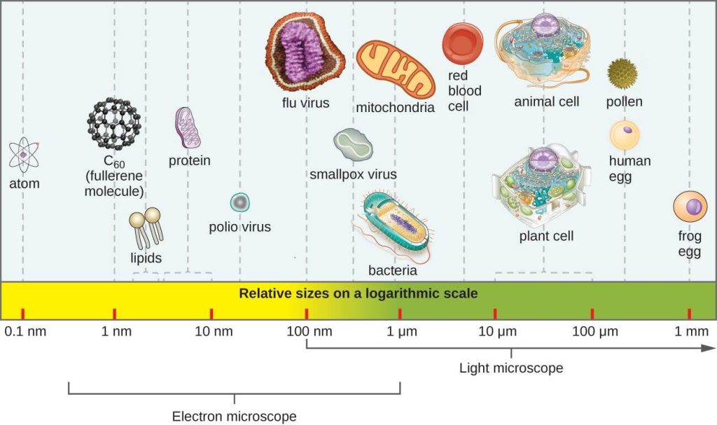 Types of Microorganisms