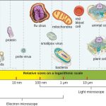 Types of Microorganisms
