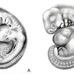 Organogenesis and Vertebrate Formation