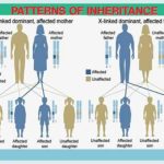 Introduction to Patterns of Inheritance
