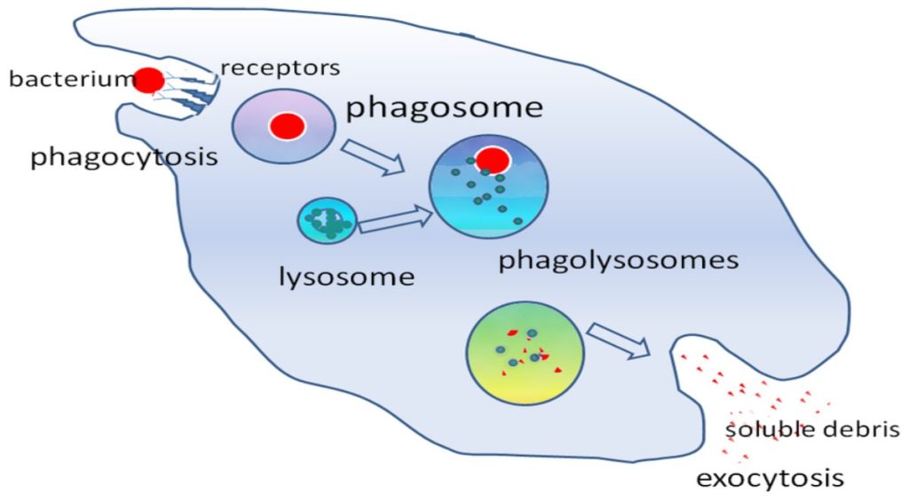 Phagocytosis and Inflammation