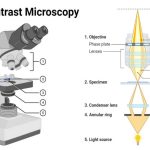 Phase-contrast Microscopy