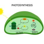 Photosynthesis