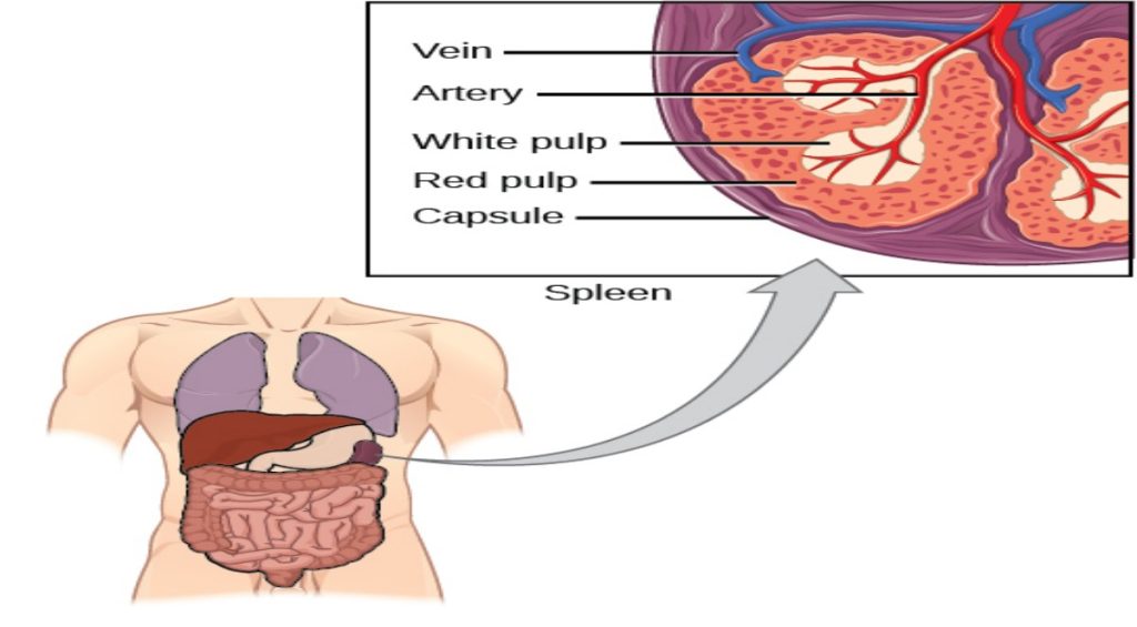 Primary Centers of the Immune System