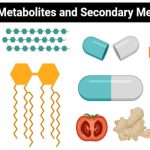 Difference Between Primary Metabolites and Secondary Metabolites