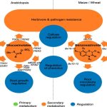 Primary and Secondary Metabolites