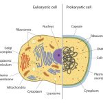 Comparing Prokaryotic and Eukaryotic Cells