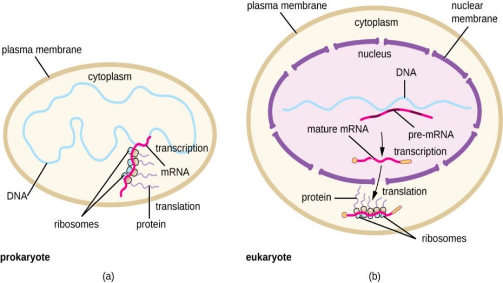 Difference Between Prokaryotic And Eukaryotic Transcription