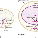 Difference Between Prokaryotic And Eukaryotic Transcription