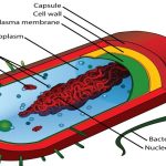 Prokaryotic Cell
