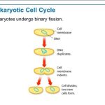 Prokaryotic Cell Division