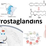 Prostaglandins
