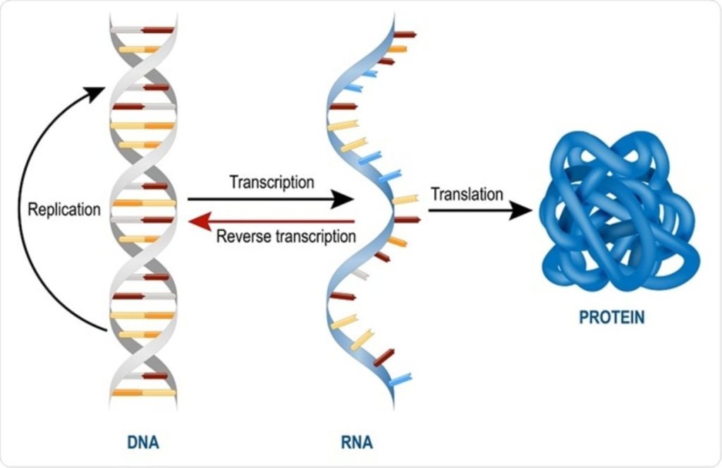 What Are mRNA, rRNA and tRNA?