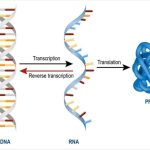What Are mRNA, rRNA and tRNA?
