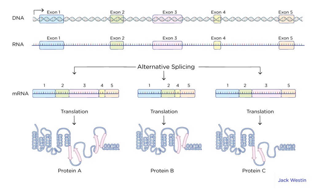 RNA Processing in Eukaryotes