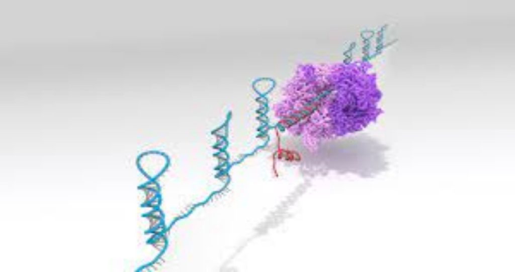 Researchers develop eToeholds for safe effective RNA and cellular therapies