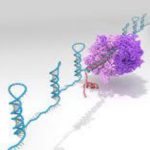 Researchers develop eToeholds for safe effective RNA and cellular therapies