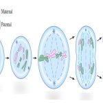 Introduction to Reproduction at the Cellular Level