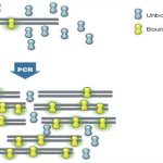 SYBR Green qPCR Supermixes