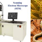 Scanning Electron Microscopy (SEM)