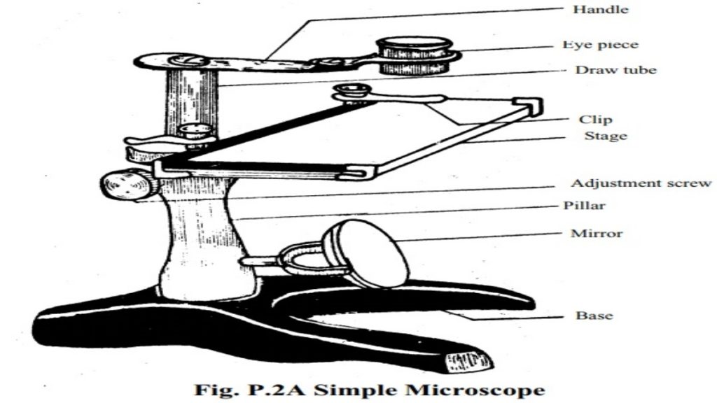 Simple Microscope- Principle, Instrumentation and Applications