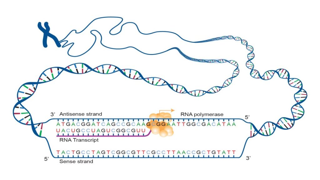 Steps of Genetic Transcription