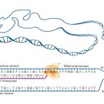 Steps of Genetic Transcription
