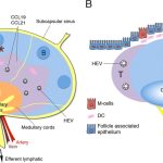 The Organization and Structure of Lymphoid Tissues