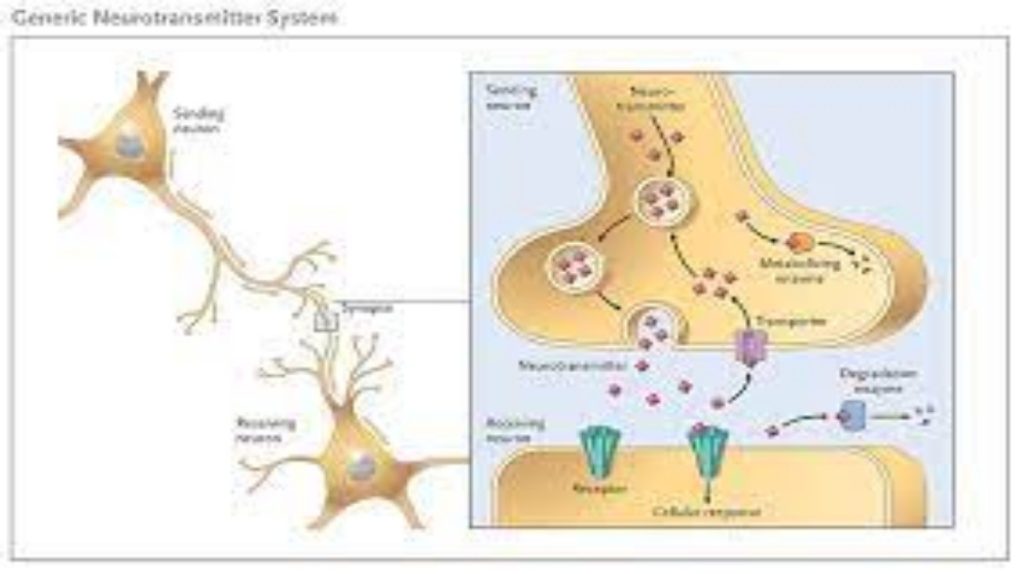 Synaptic Transmission