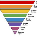 The Species Concept in Microbiology