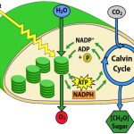 The Calvin Cycle