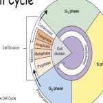 The Cell Cycle