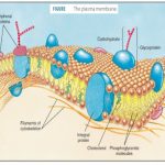 The Cell Membrane