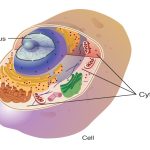 The Cytoplasm