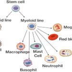 The Immune System and Primary Immunodeficiency