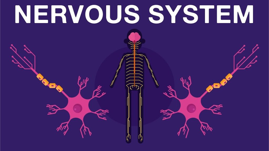 The Nervous System