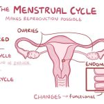 The Ovarian Cycle and the Menstrual Cycle