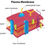 The Plasma Membrane