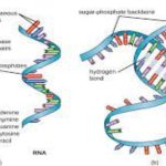 The Structure of RNA