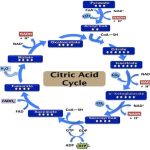 The TCA Cycle