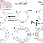 D-loop replication