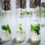 Tissue Culture Techniques for Producing Virus-Free Plant