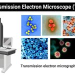Transmission Electron Microscope