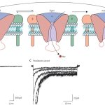 Voltage-gated sodium channels