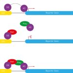 YEAST TWO-HYBRID PRINCIPLE