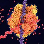 Engineers devise a way to selectively turn on RNA therapies in human cells
