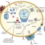 What is the definition of antiviral agents?