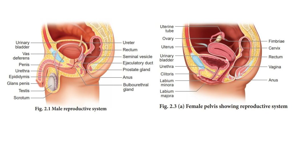 Human Reproductive Anatomy and Gametogenesis