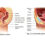 Human Reproductive Anatomy and Gametogenesis