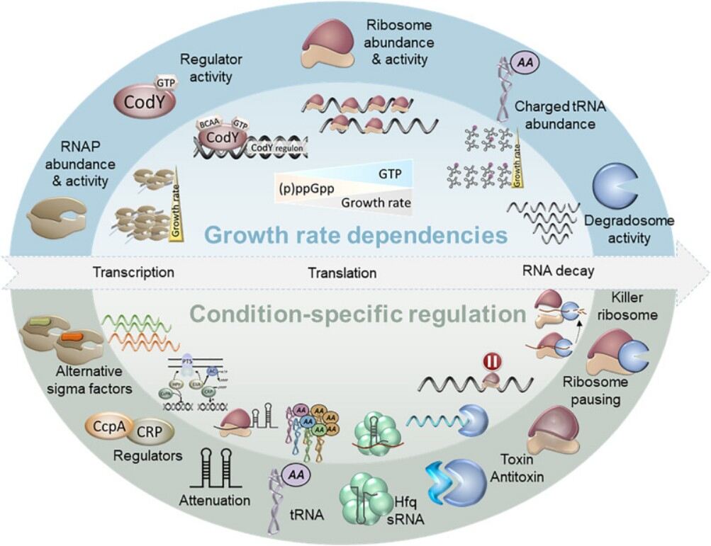 history of bacterial growth physiology